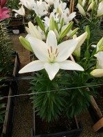 [5699 DJ LA-10 No01.JPG]